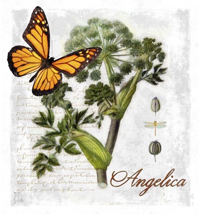 Framed Botanical Gardern Angelica Herb Print
