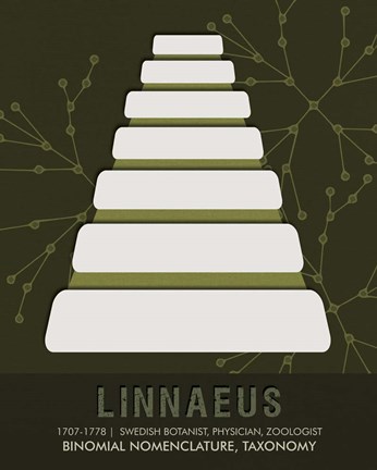 Framed Linnaeus Print