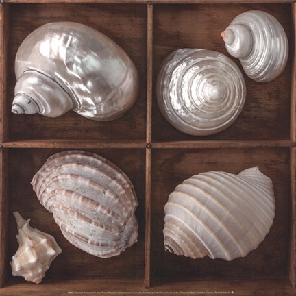 Framed Seashells Treasures II Print