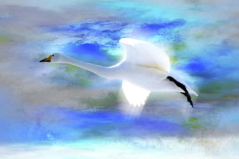 Framed White Swan Fly Print