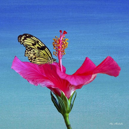 Framed Butterfly And Flower 3X Print