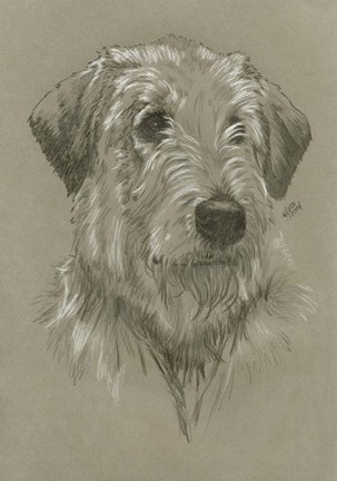 Framed Irish Wolfhound Print