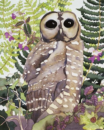 Framed Spotted Owl Print