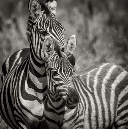 Framed Zebra Pair Print