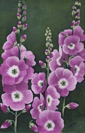 Framed Hollyhocks in Lilac Print