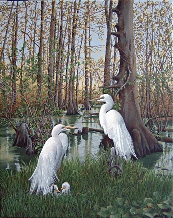 Framed Snowy White Egret Nesting Print
