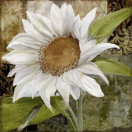 Framed White Sunflower I Print