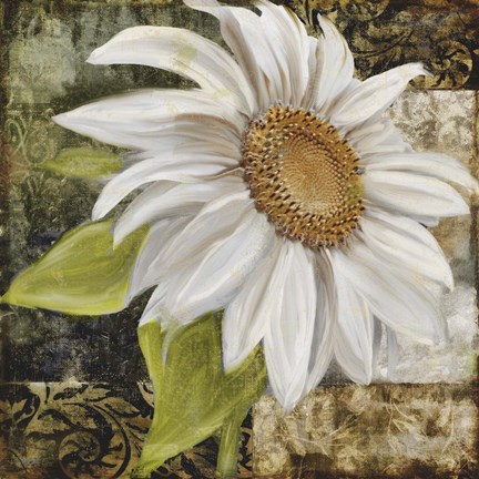 Framed White Sunflower II Print