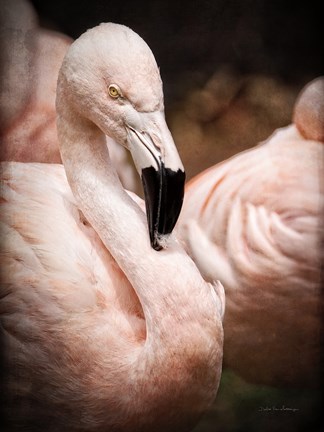 Framed Chilean Flamingo II Print