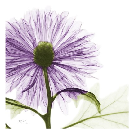 Framed Lavish Purple Chrysanthemum Print