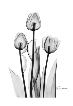 Framed Tulips Black &amp; White Print