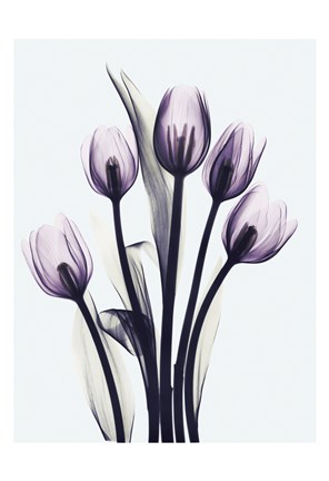 Framed Essentially Tulips Print