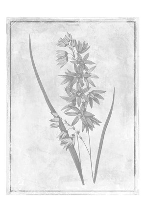 Framed Monochrome Floral Cleaner 3 Print