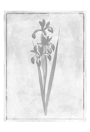 Framed Monochrome Floral Cleaner 4 Print