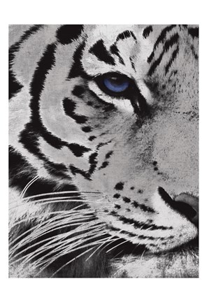 Framed Tiger Purple Eye Print