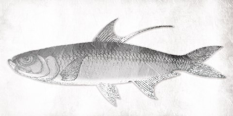 Framed Grey Fish Print
