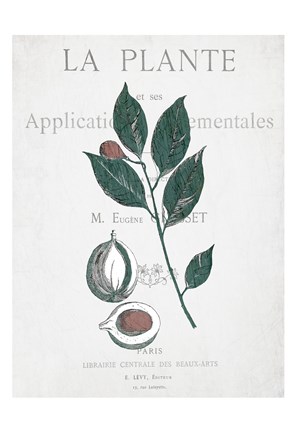 Framed Botanical 3 Print