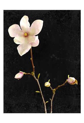 Framed Magnolia on Black 1 Print