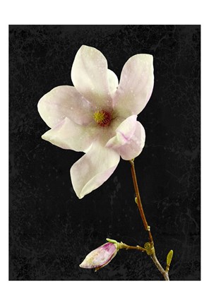 Framed Magnolia on Black 2 Print