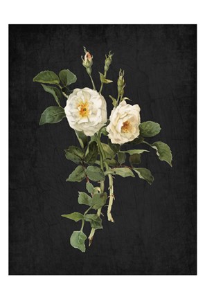 Framed Roses on Black 1 Print