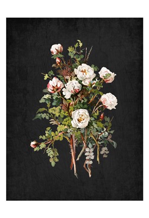 Framed Roses on Black 2 Print