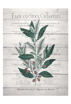 Framed Botanical A v2 Print