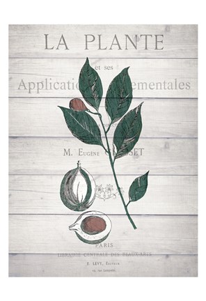 Framed Botanical C v2 Print