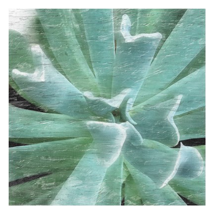 Framed Succulent Memory 2 Print