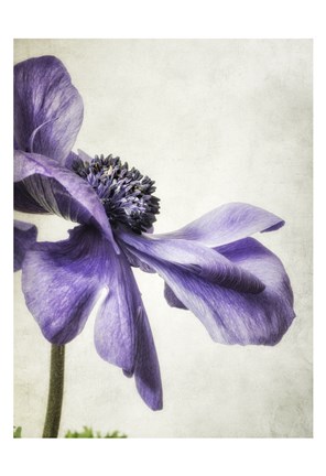 Framed Purple Anemone Print