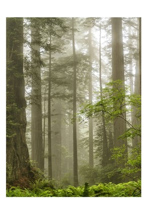 Framed North Coast Redwoods Print