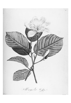 Framed Botanical Eclipse 4 Print
