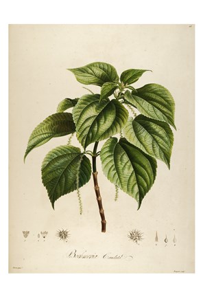 Framed Vintage Botanical 198 Print