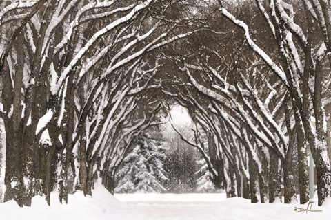 Framed Snow Tree Tunnel Print