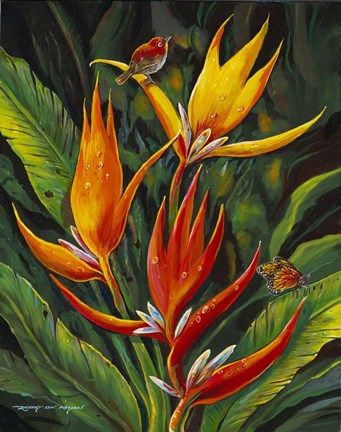Framed Heliconia Augusta Print
