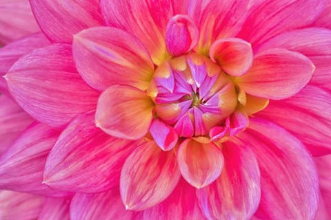 Framed Cerise-Pink Dahlia Flower Print