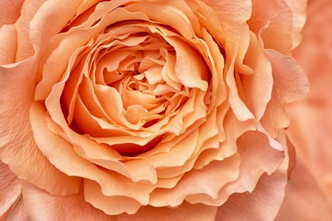 Framed Orange Rose Close Up Print