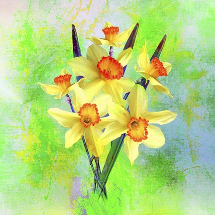Framed Daffodil Flowers Print