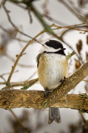 Framed Chickadee Print