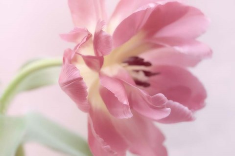 Framed Rosy Pink Tulip I Print
