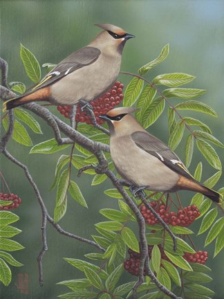 Framed Mountain Ash Waxwing Print