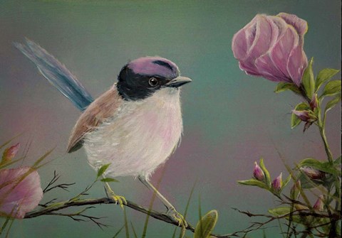 Framed Purple Crowned Fairy Wren Print