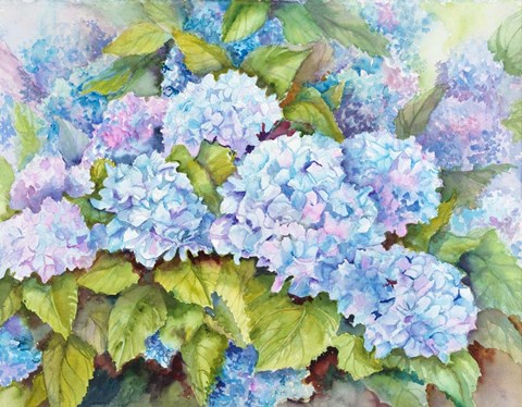 Framed Cluster of Hydrangeas Print