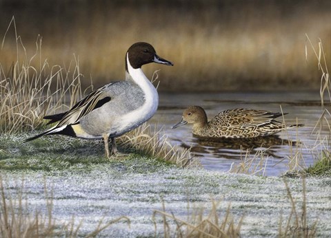 Framed Pintail Ducks Print