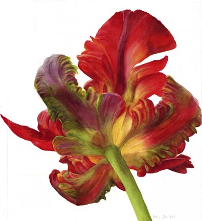 Framed Red Parrot Tulip Print