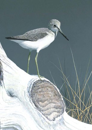 Framed Greenshank On Driftwood Print