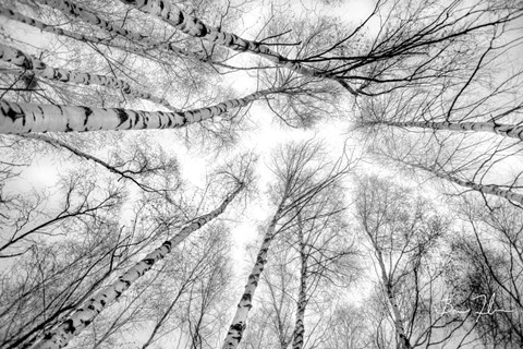 Framed Through The Birch Trees Print