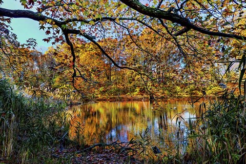 Framed Clove Lakes Park in Autumn A Print