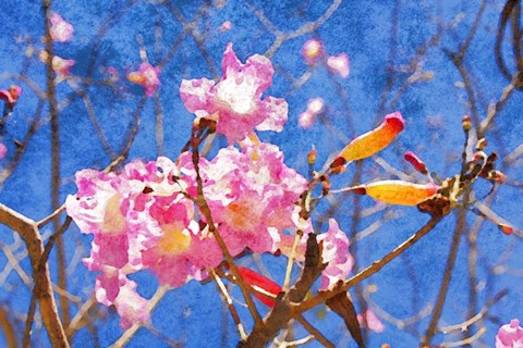 Framed Elegant Blossom II Print