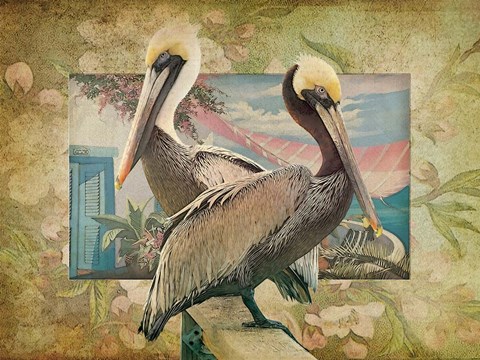 Framed Pelican Paradise IV Print