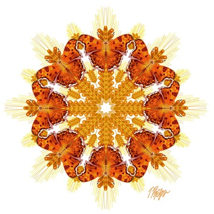 Framed Comma Butterfly Wheat Mandala Print